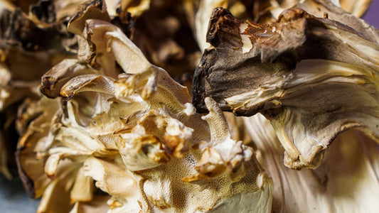 Maitake: Inspiring 1,000 Years of Dancing