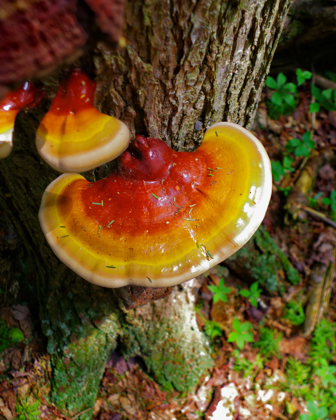 Reishi Mushroom Tincture