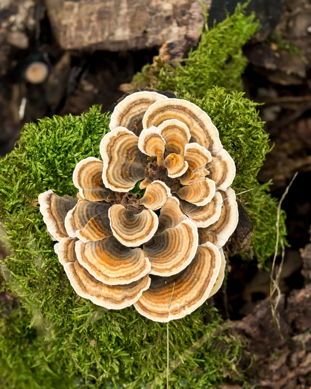 Turkey Tail Tincture