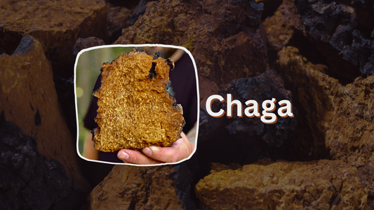 Discover Chaga - A Wild Grown Medicine