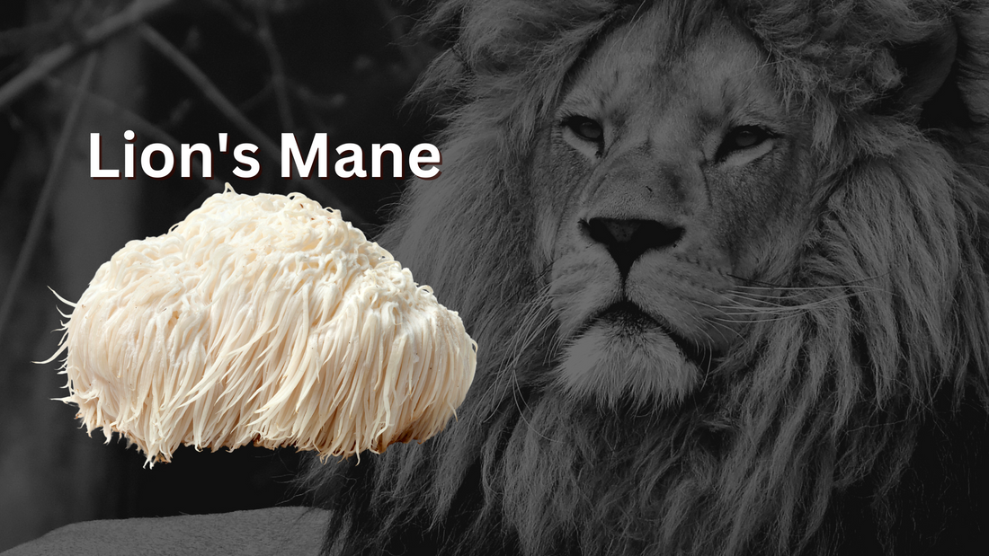 Learn more about Lion's Mane - The Fierce Healer