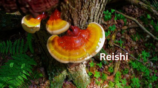 Explore Reishi "The Mushroom of Immortality"