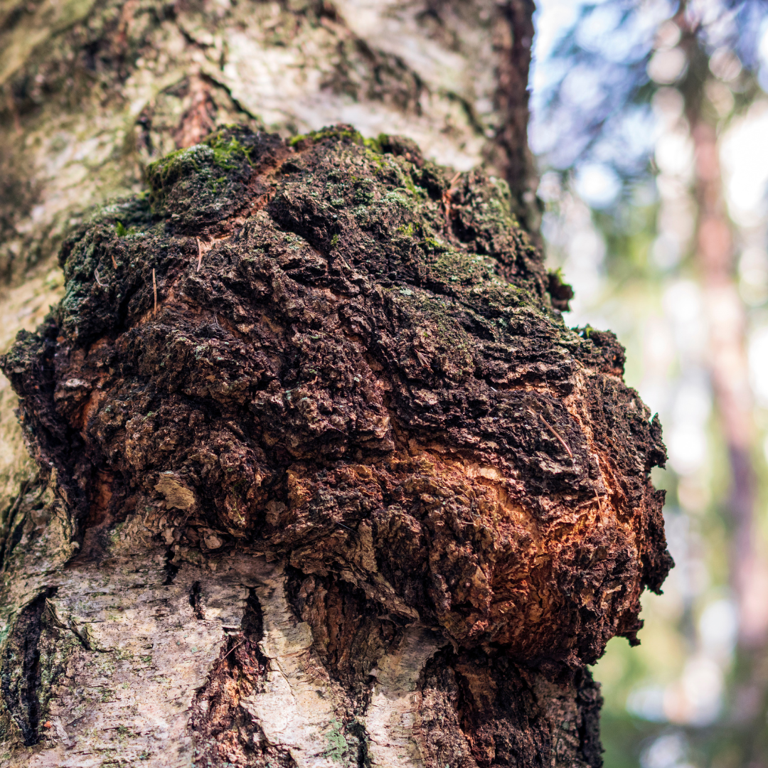 Chaga Mushroom Tincture