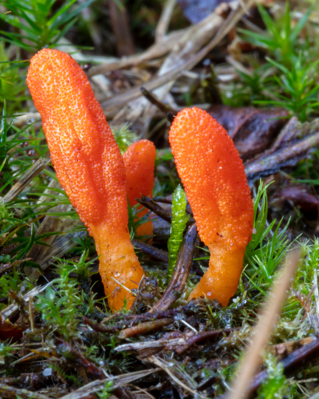 Cordyceps Mushroom Tincture