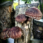 Shiitake Mushroom Tincture
