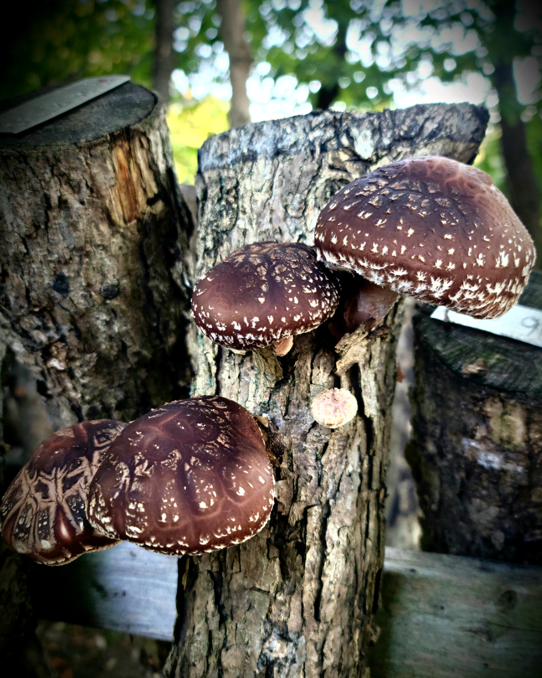 Shiitake Mushroom Tincture